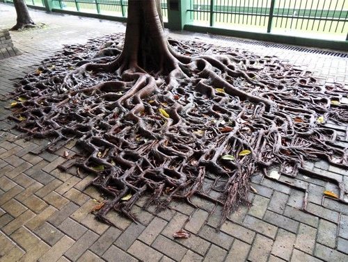 Tree roots grow around and through bricks
